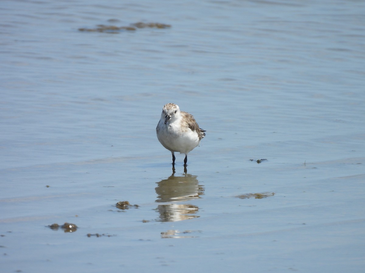 Red-necked Stint - ML639496545