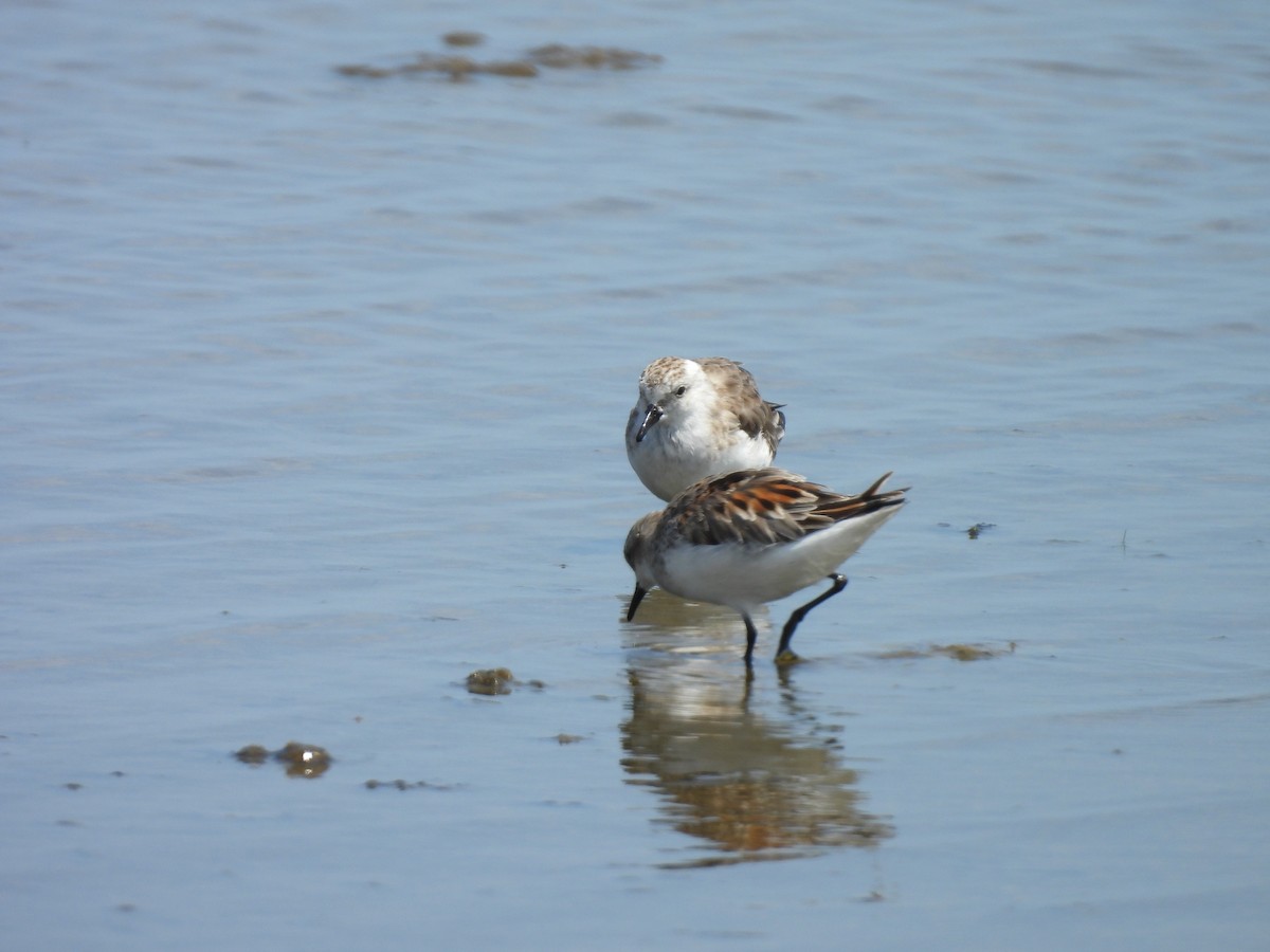 Red-necked Stint - ML639496546