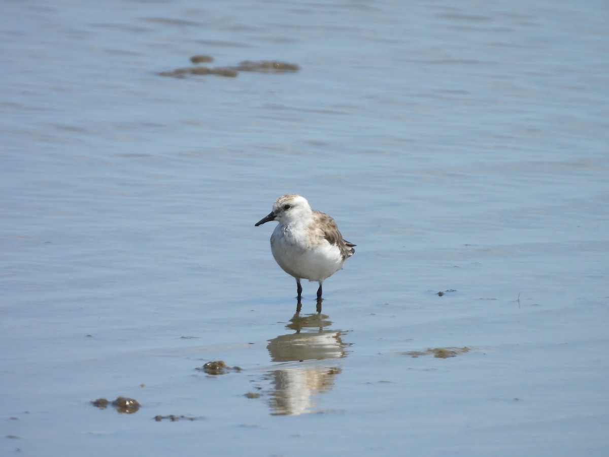 Red-necked Stint - ML639496547