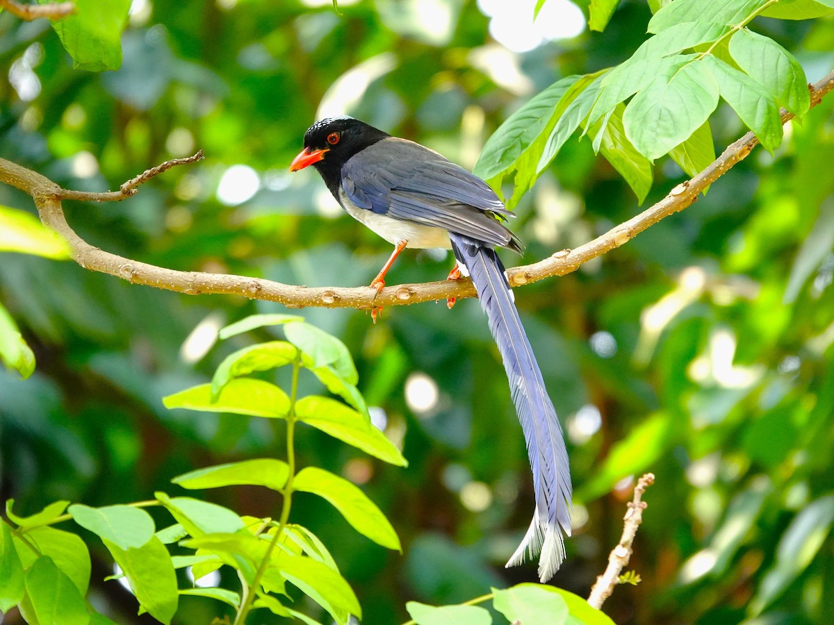 Red-billed Blue-Magpie - ML639496677