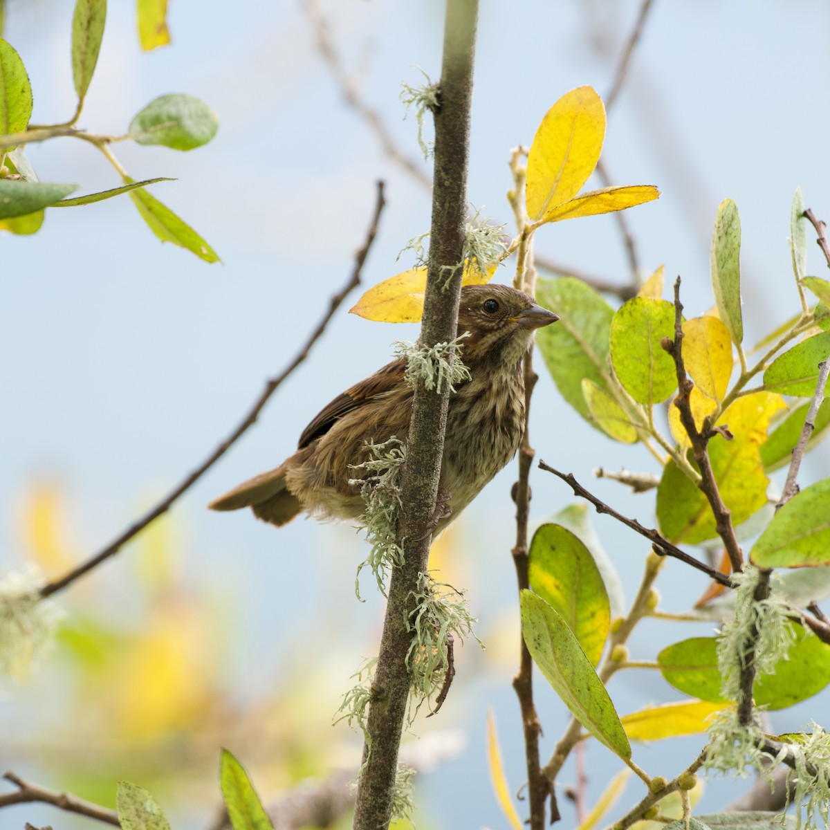 Song Sparrow - ML639496703