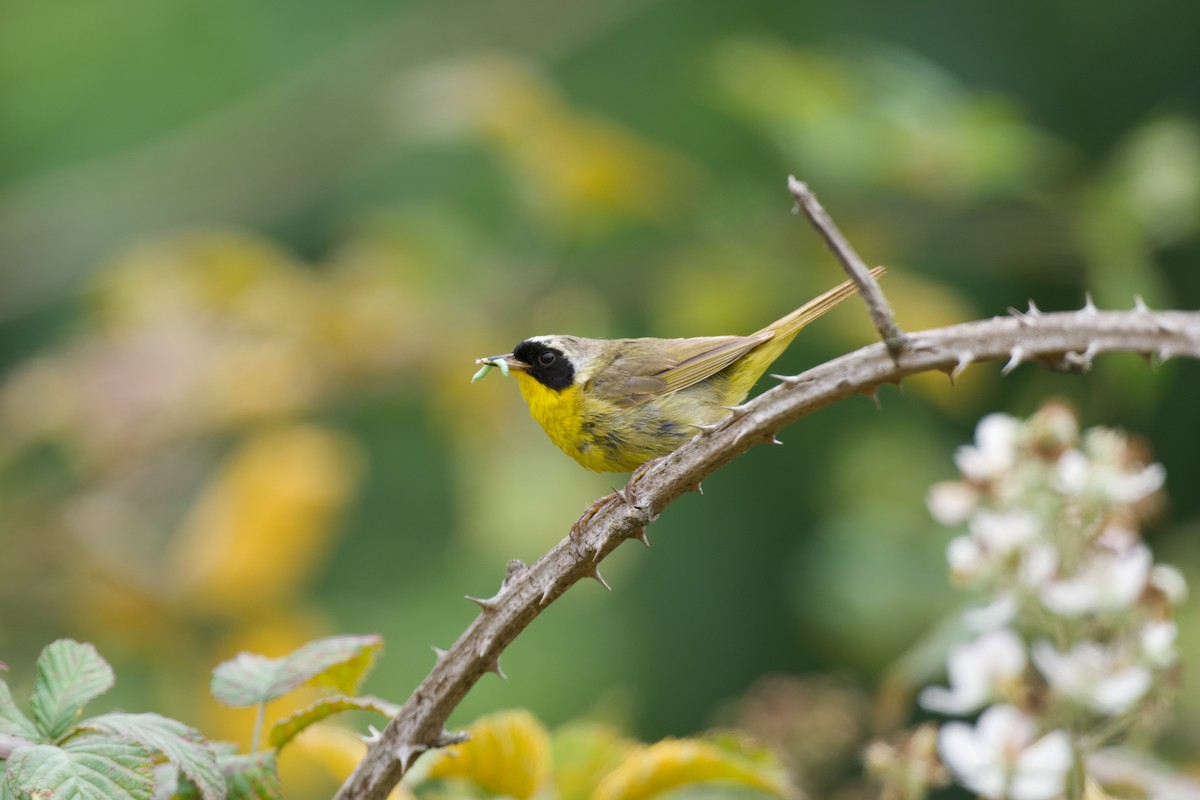 Common Yellowthroat - ML639496704