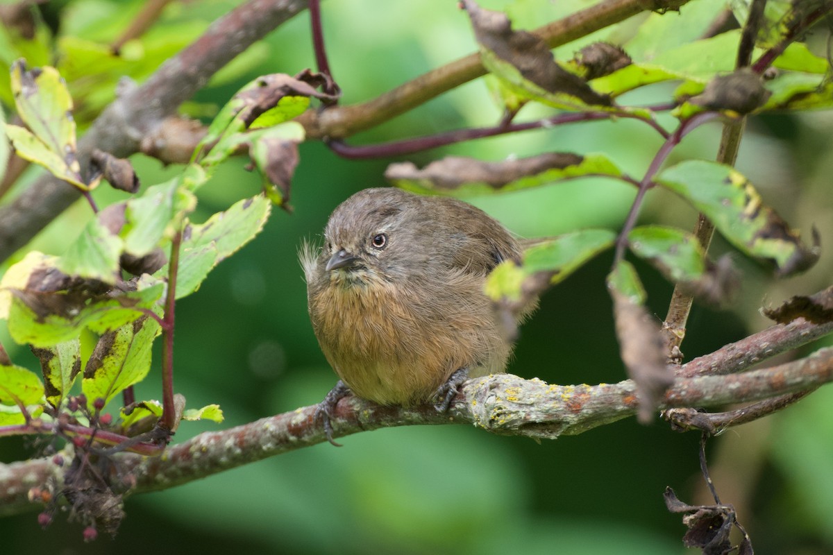 Wrentit - ML639496705