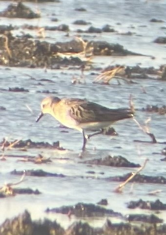 Semipalmated Sandpiper - ML639496737