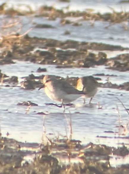 Semipalmated Sandpiper - ML639496739