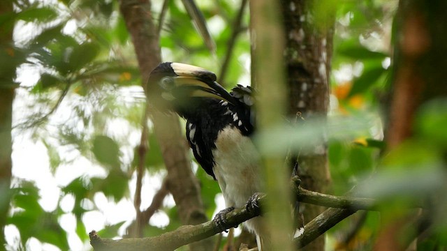 Oriental Pied-Hornbill - ML639496750