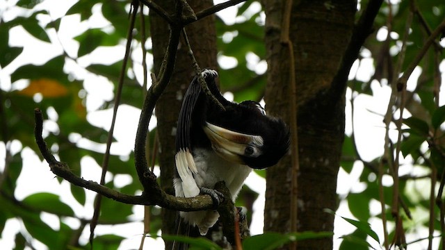 Oriental Pied-Hornbill - ML639496755