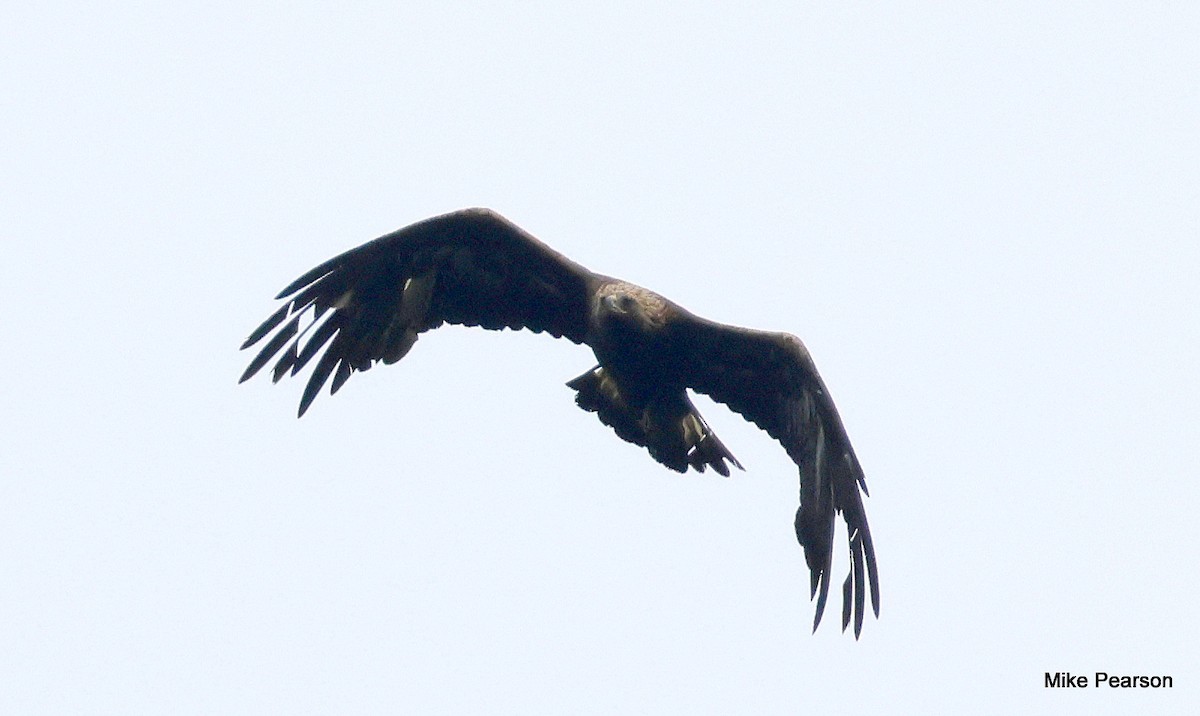 Golden Eagle - ML639496808