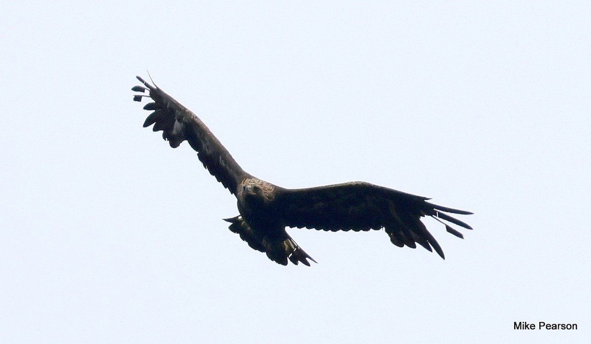 Golden Eagle - ML639496811