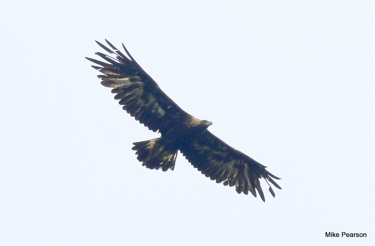 Golden Eagle - ML639496812