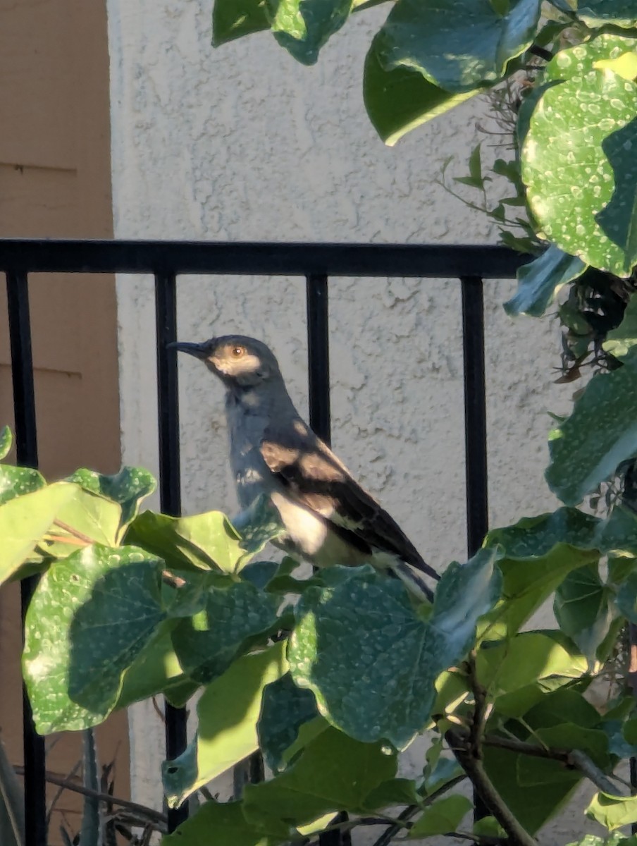 Northern Mockingbird - ML639496896