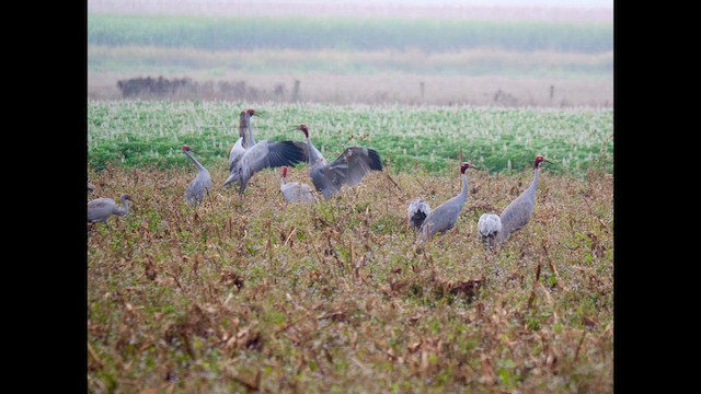 Brolga - ML639496900