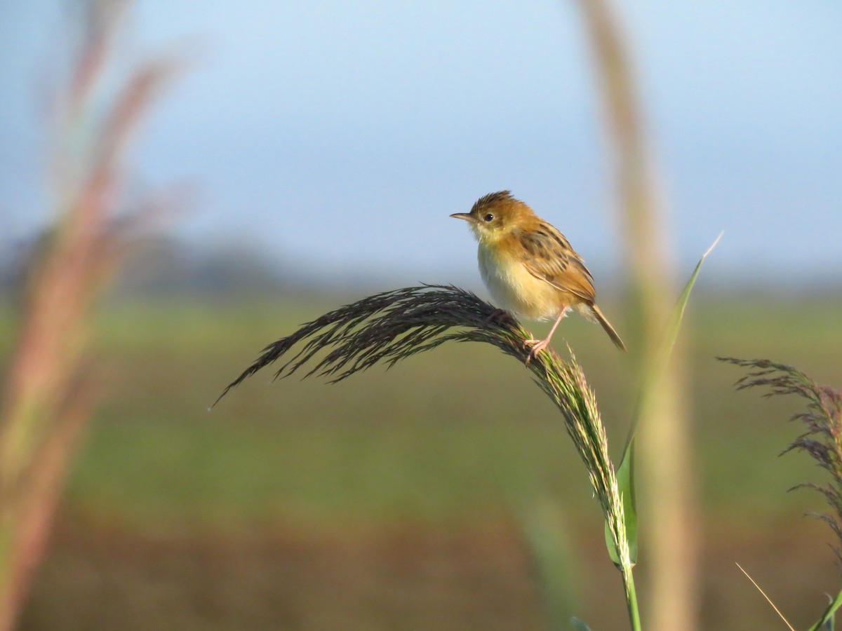 Golden-headed Cisticola - ML639496910