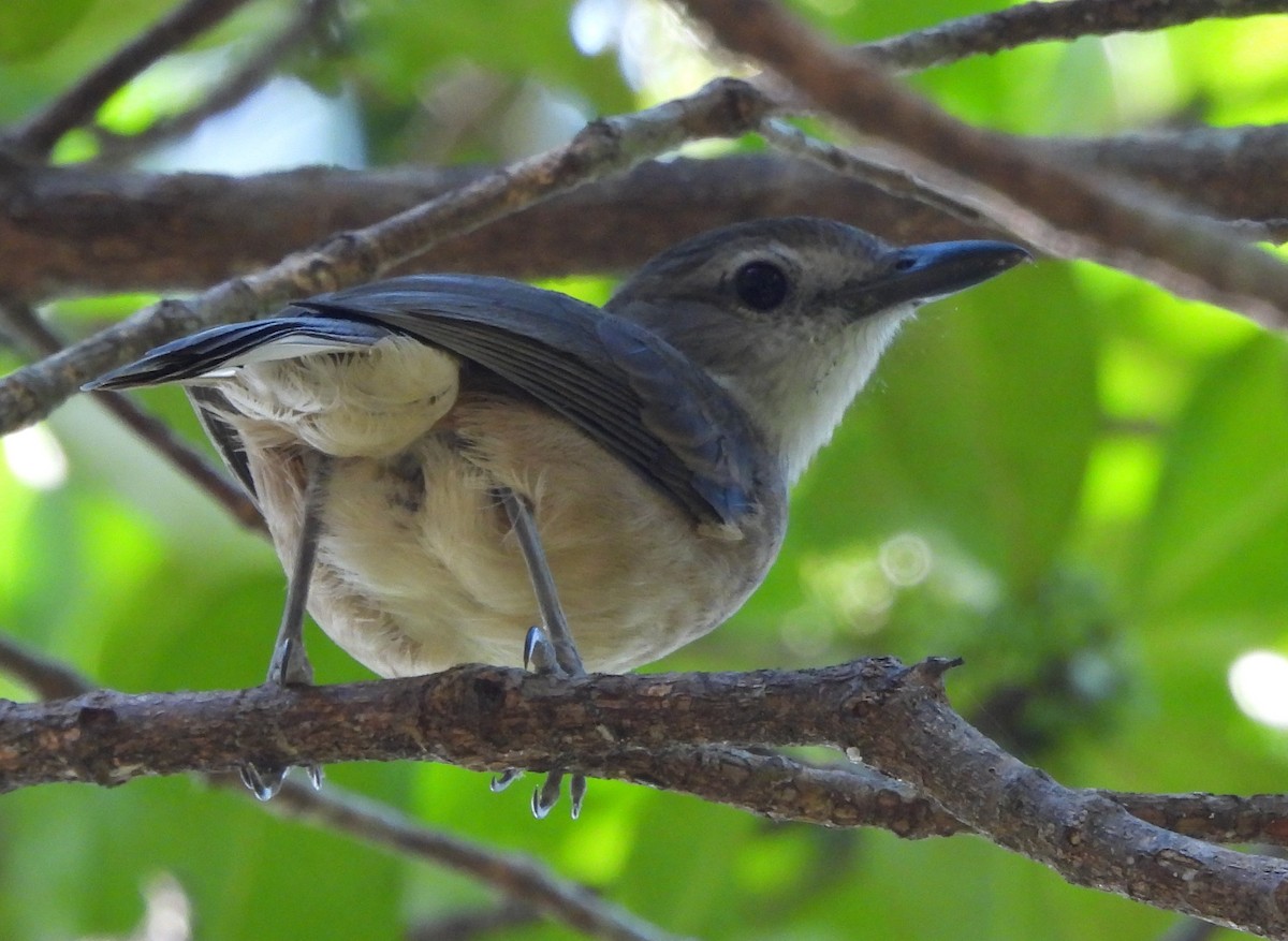 Arafura Shrikethrush - ML639496943
