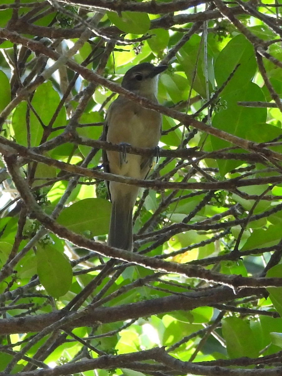 Arafura Shrikethrush - ML639496944