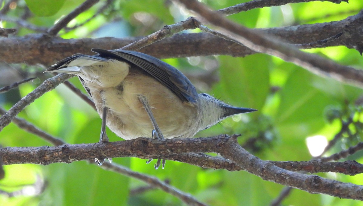 Arafura Shrikethrush - ML639496945
