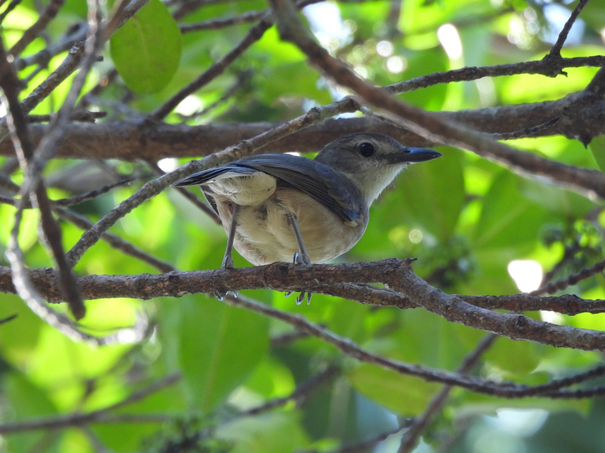 Arafura Shrikethrush - ML639496946