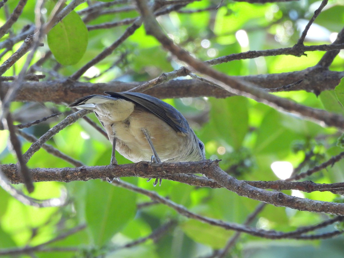 Arafura Shrikethrush - ML639496947