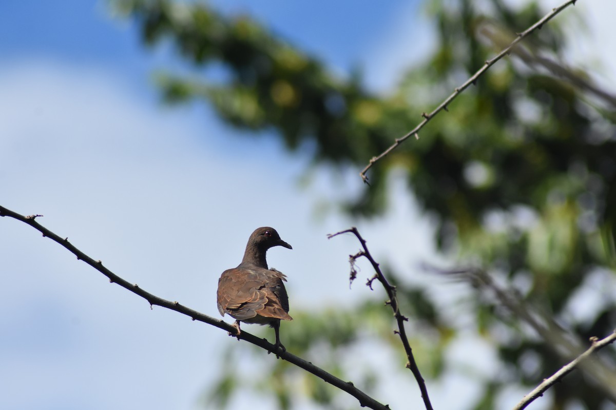 Malagasy Turtle-Dove - ML639497035