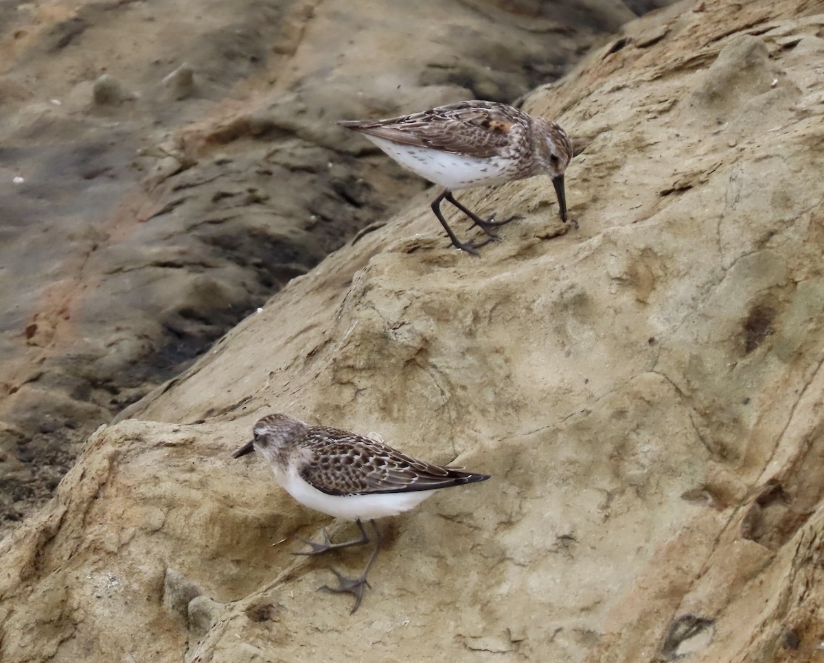 Txirri erdipalmatua - ML639497083