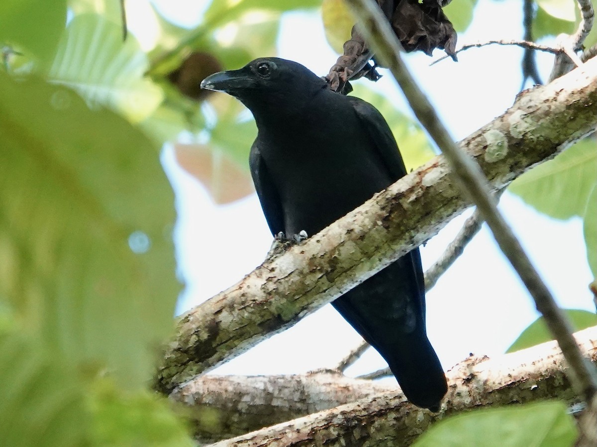Sulawesi Cicadabird - ML639497431