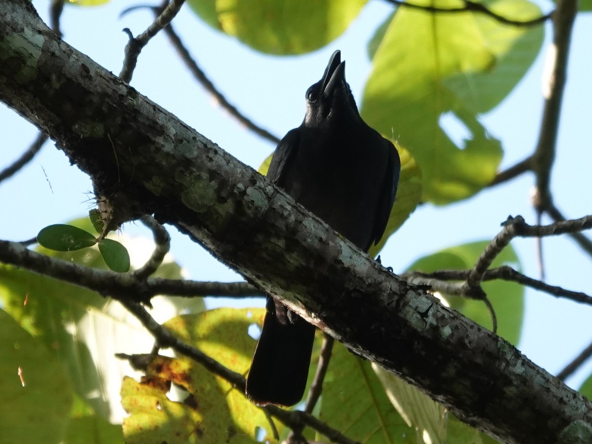 Sulawesi Cicadabird - ML639497432