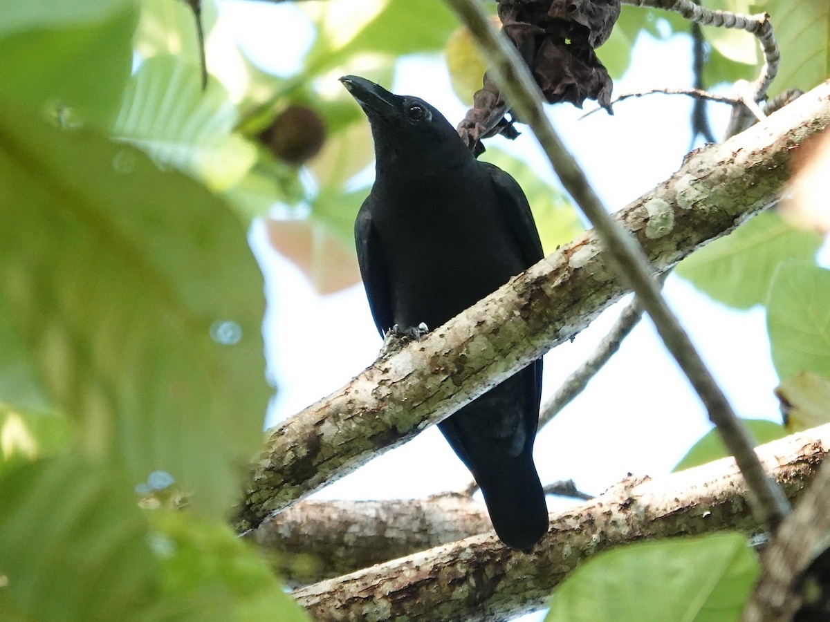 Sulawesi Cicadabird - ML639497433