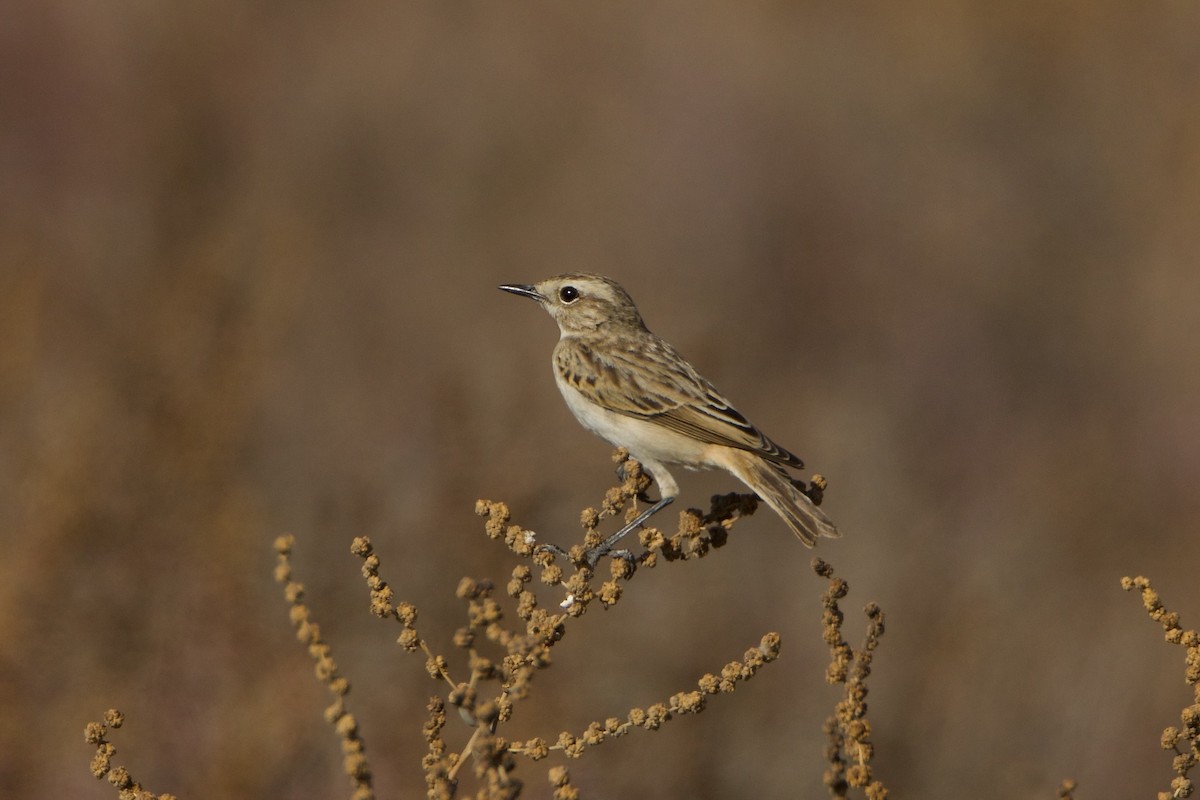 White-browed Bushchat - ML639497465