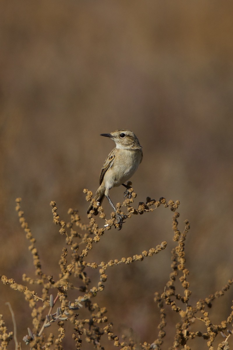 White-browed Bushchat - ML639497467