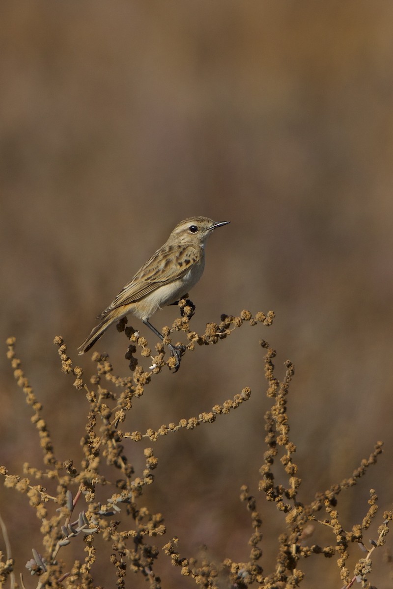 White-browed Bushchat - ML639497468