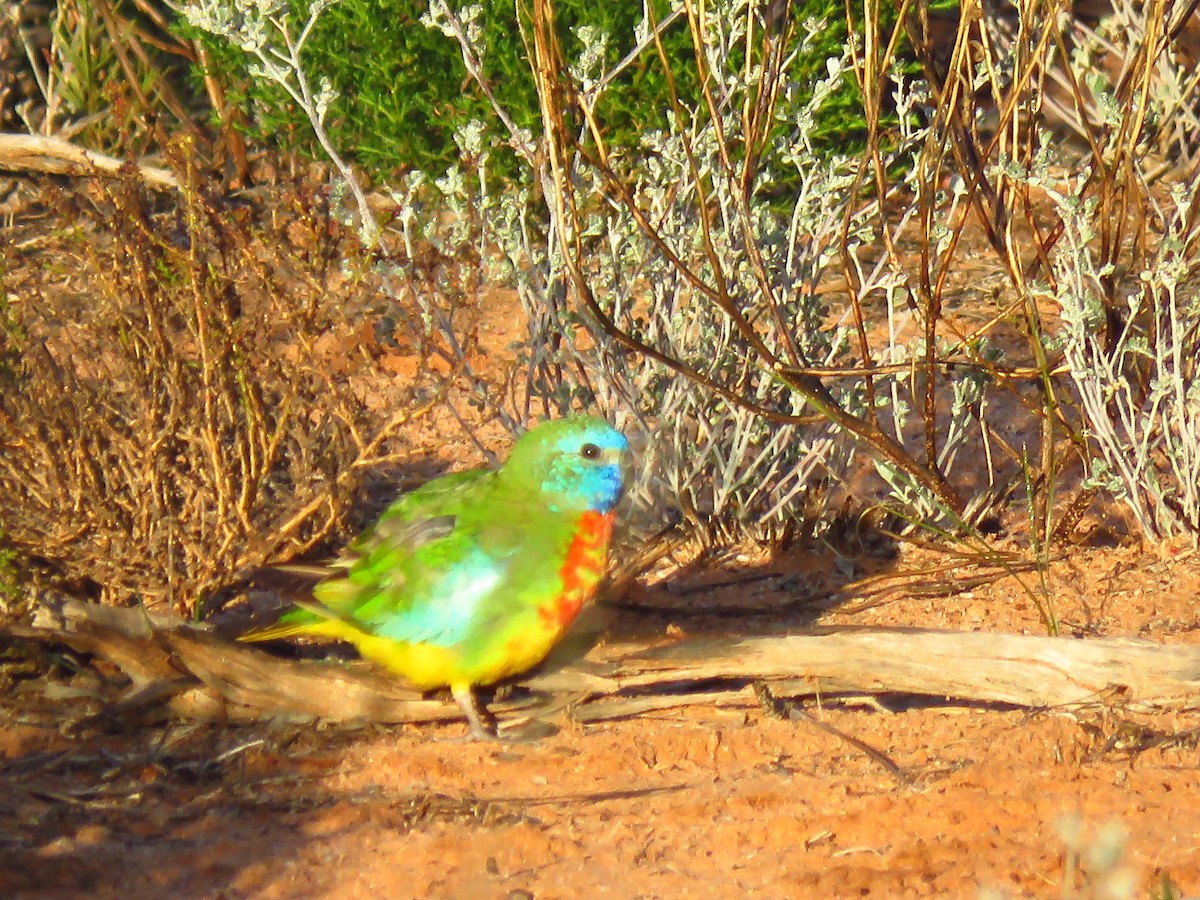 Scarlet-chested Parrot - ML639497541