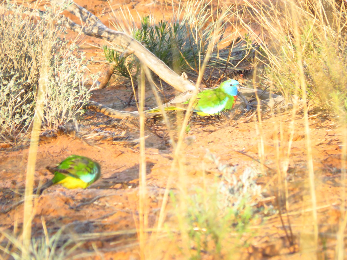 Scarlet-chested Parrot - ML639497542
