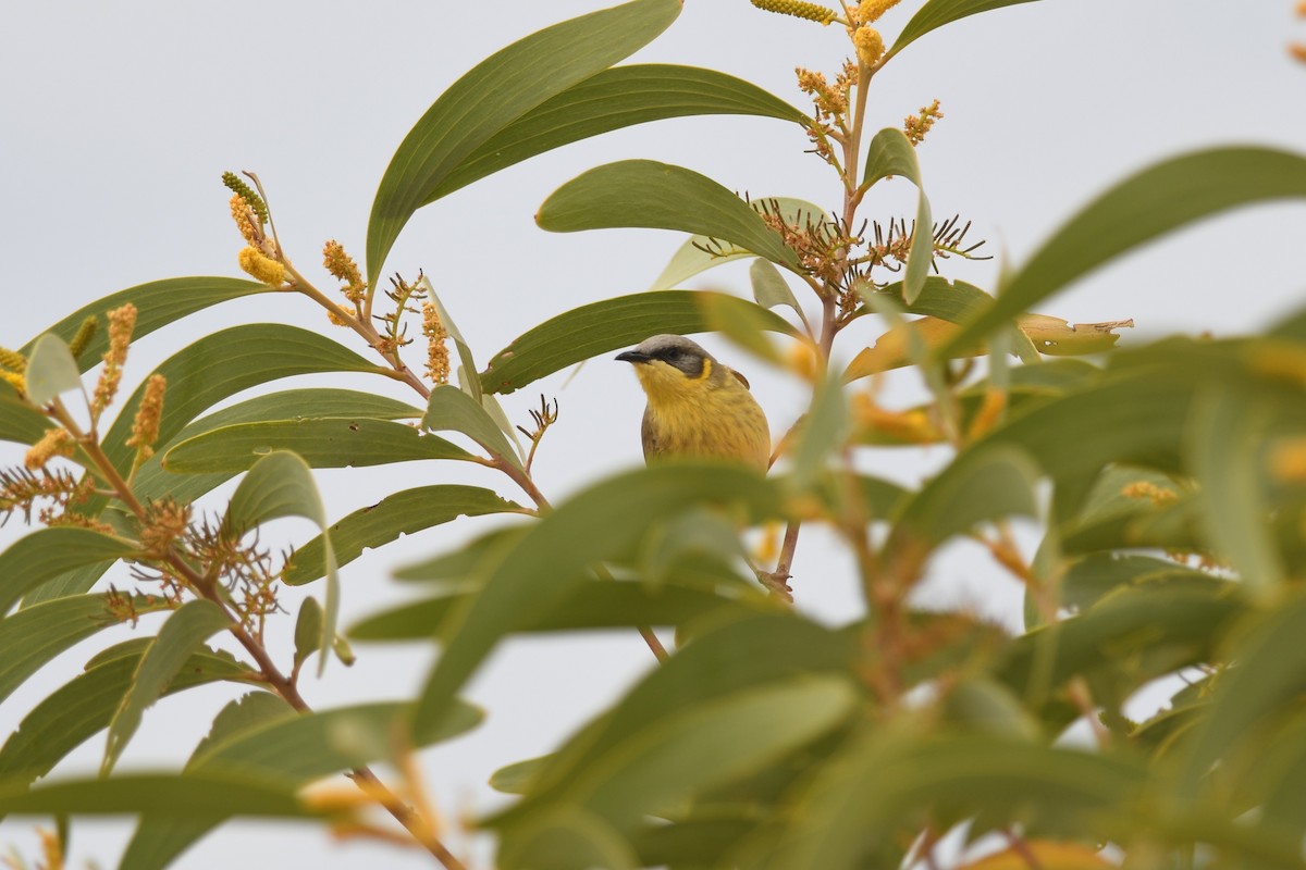 Gray-headed Honeyeater - ML639497586