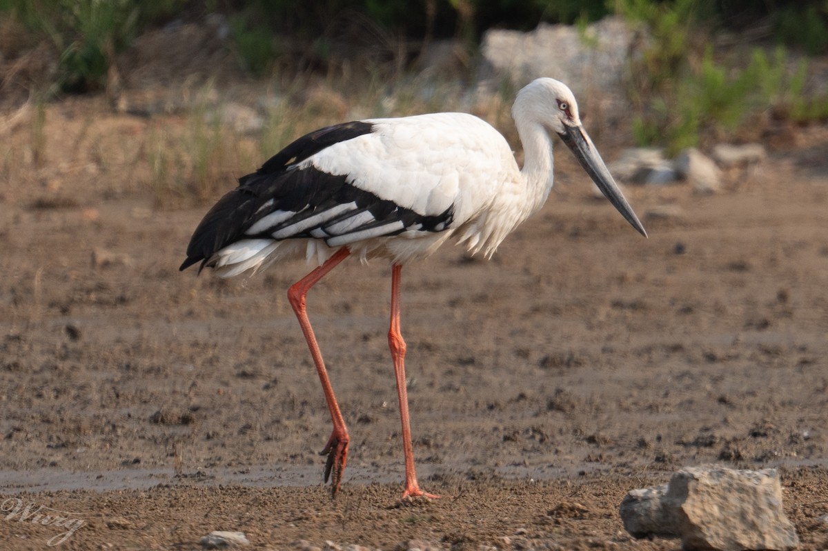 Oriental Stork - ML639497649