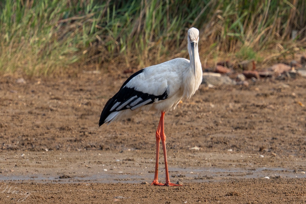 Oriental Stork - ML639497650