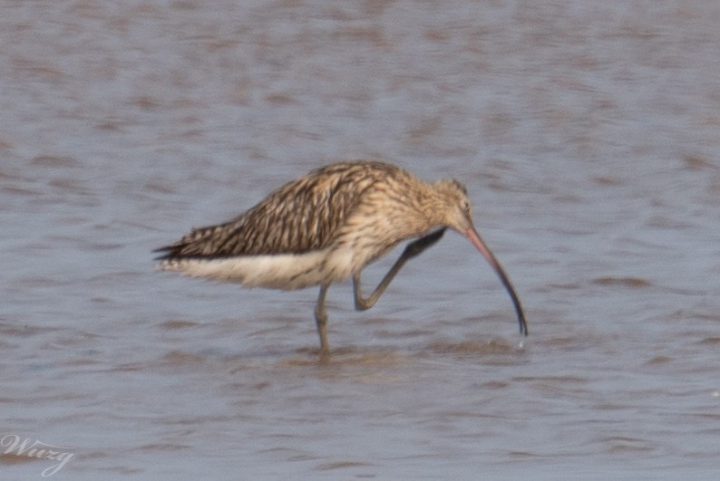 Eurasian Curlew - ML639497676