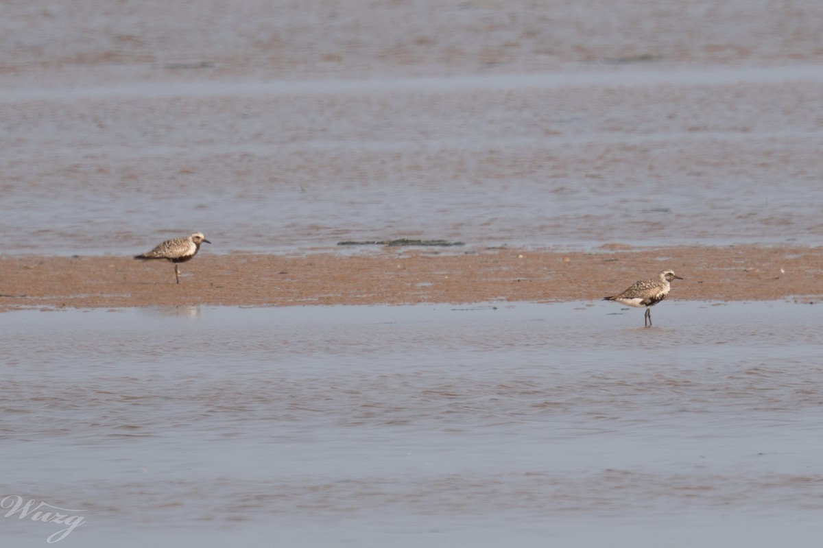Black-bellied Plover - ML639497678