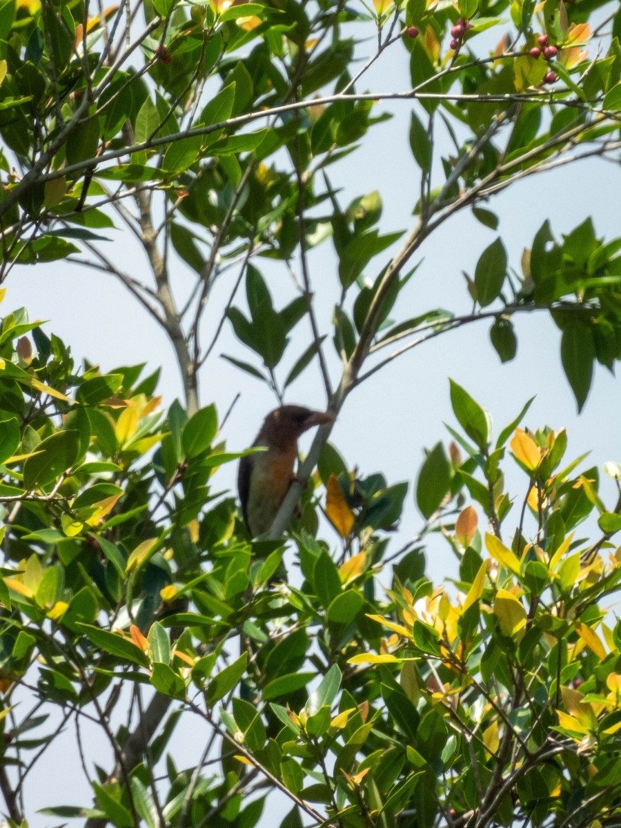 Brown Barbet - ML639497682
