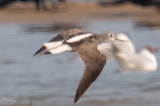 Common Greenshank - ML639497686