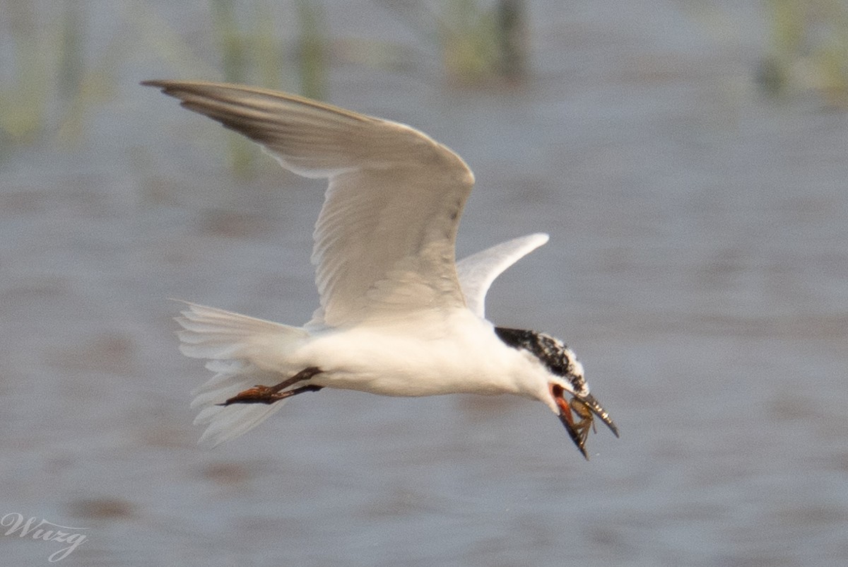 Whiskered Tern - ML639497689