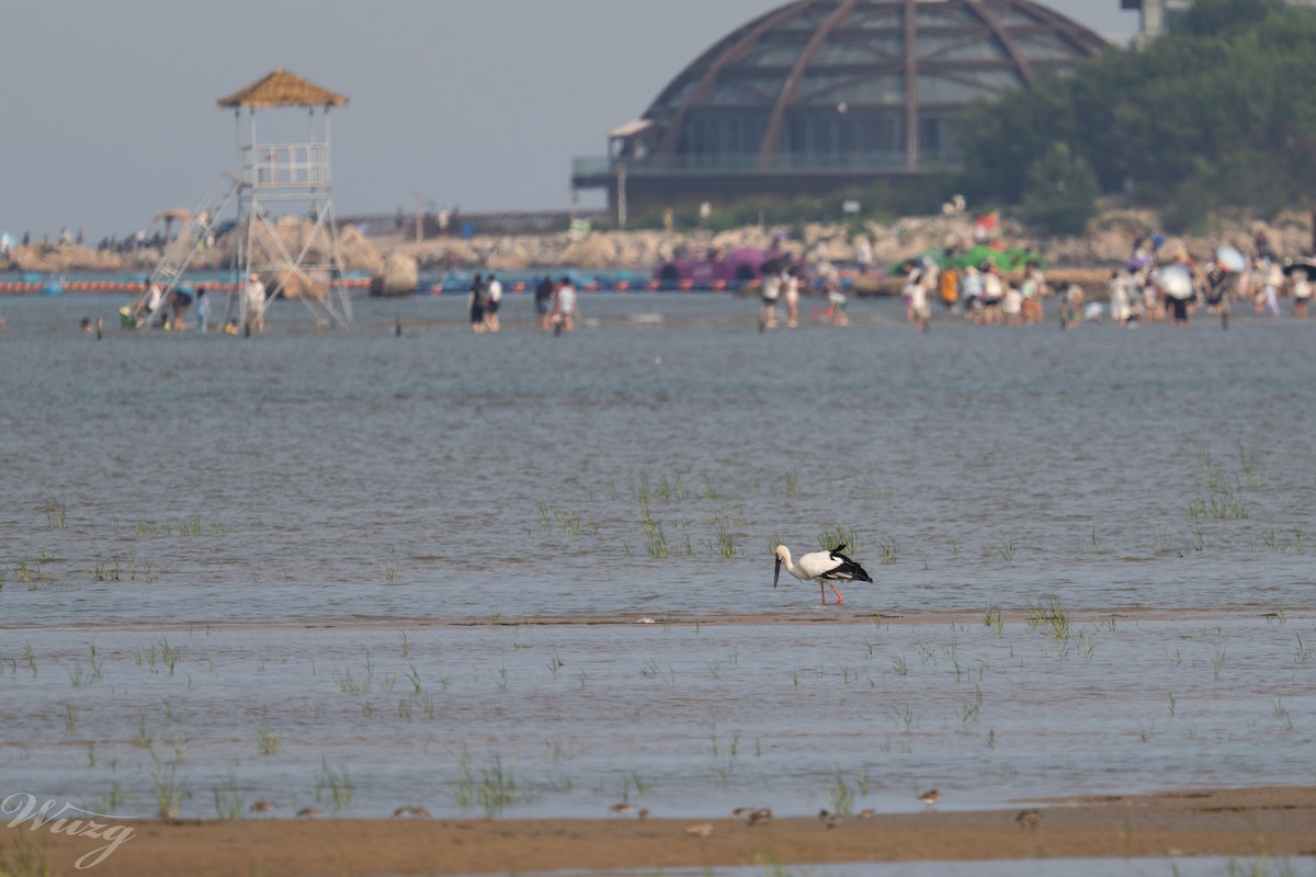 Oriental Stork - ML639497690