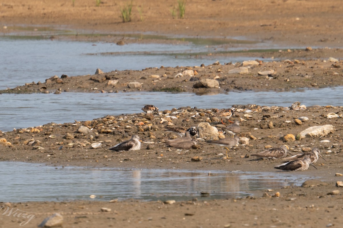 Ruddy Turnstone - ML639497824