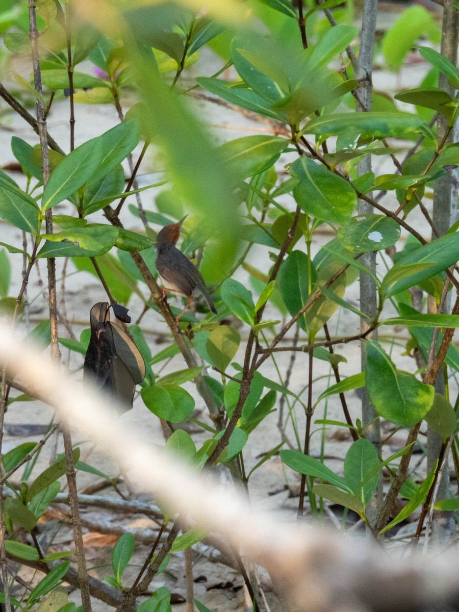Ashy Tailorbird - ML639497840