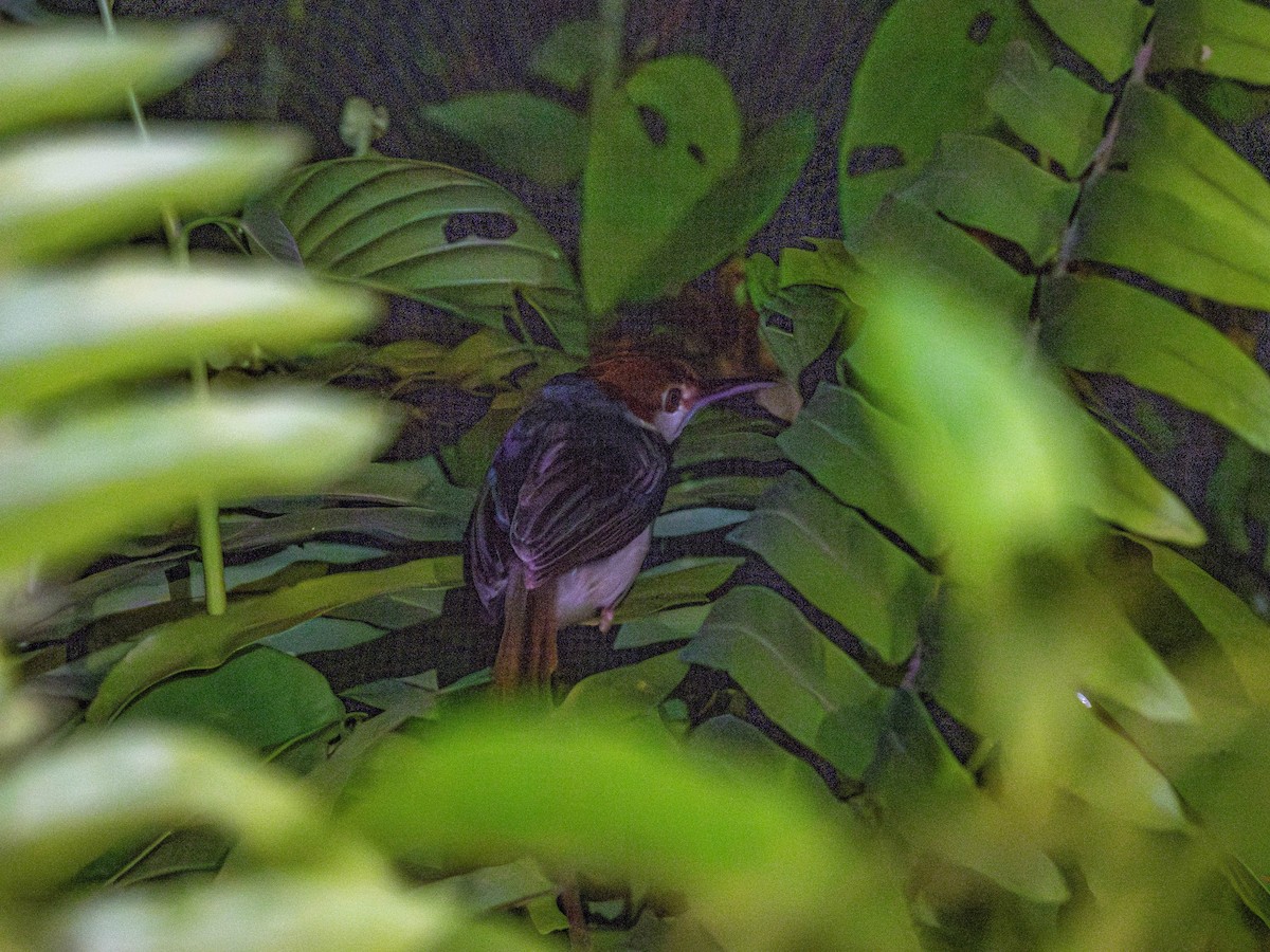 Rufous-tailed Tailorbird - ML639497847