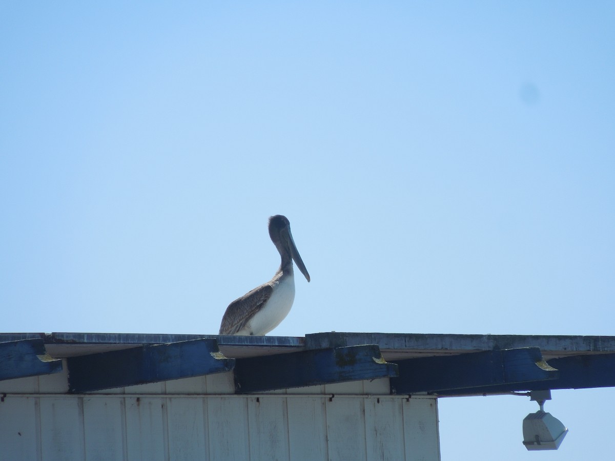 Brown Pelican - ML639497869
