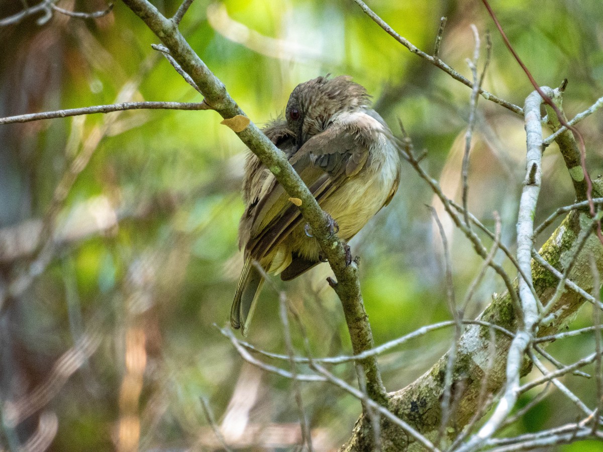 Olive-winged Bulbul - ML639497876