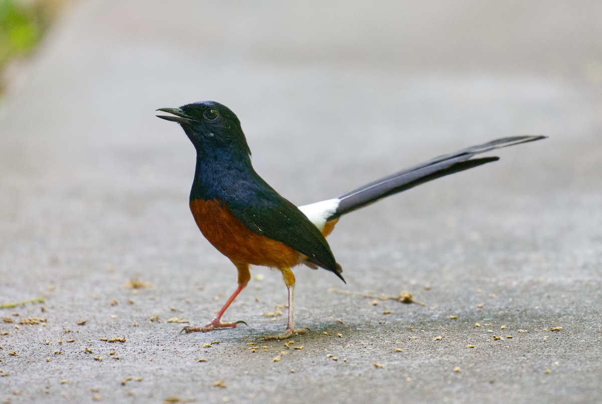 アカハラシキチョウ - ML639497983