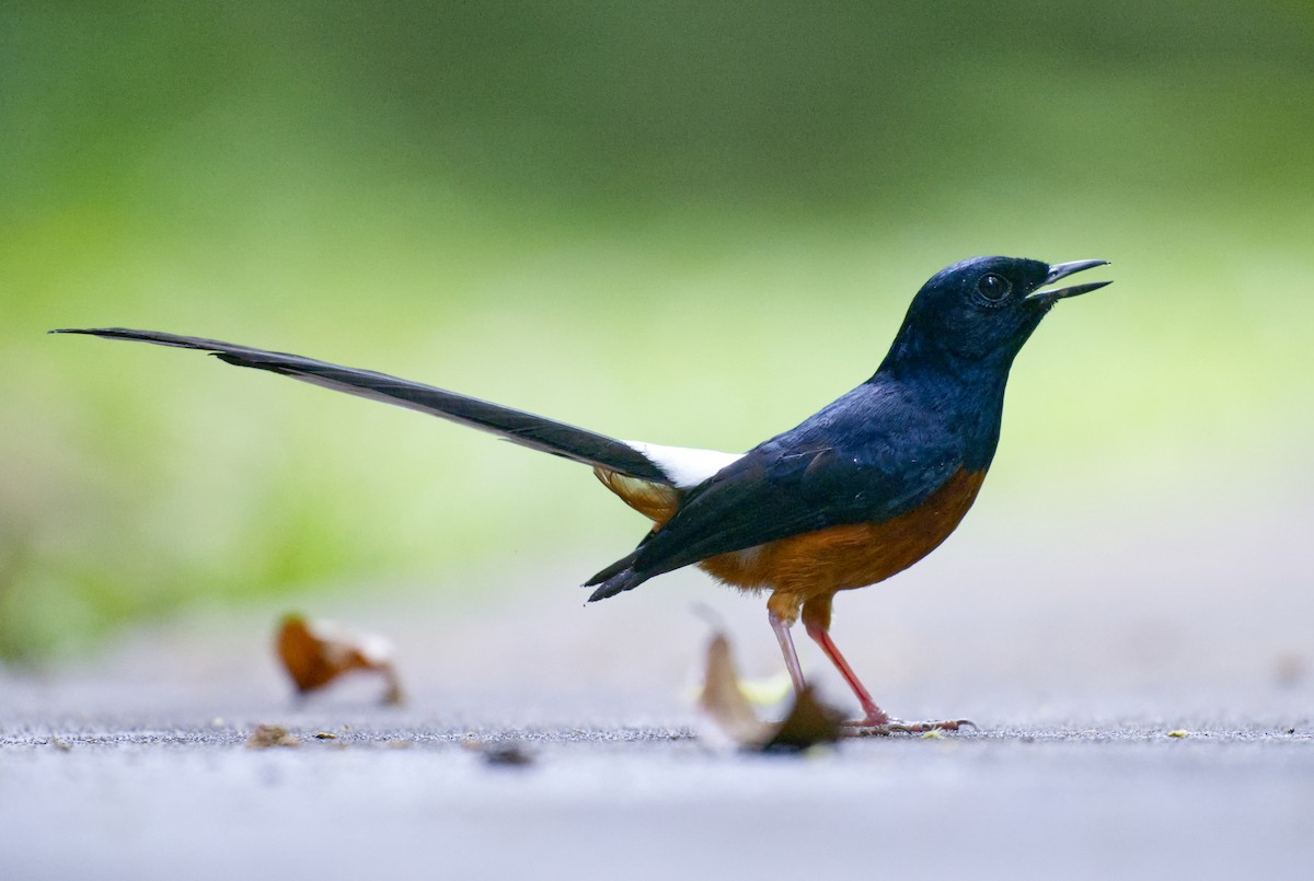 アカハラシキチョウ - ML639497984