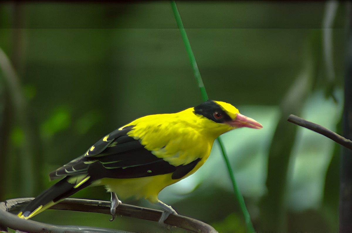 Black-naped Oriole - ML639498016