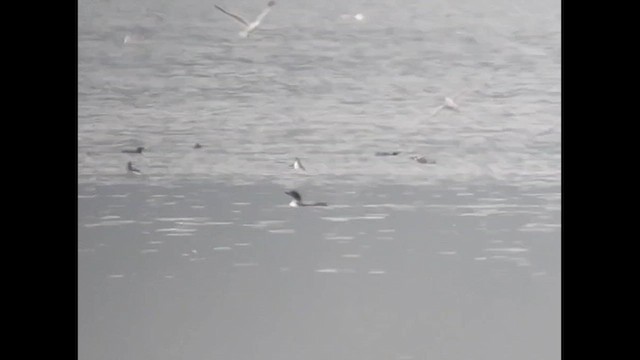 Plongeon huard - ML639498081